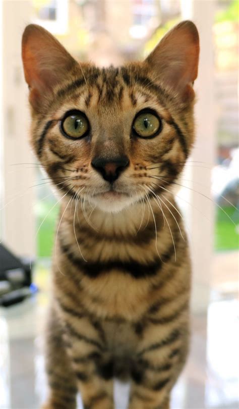 4 Month Old Toyger Kitten Relatively New Breed Of Cat In The Uk And