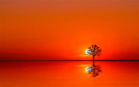 Wallpaper Sunlight Trees Sunset Nature Reflection Sky