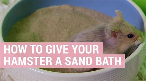 Hamster Sand Baths How To Give Your Syrian Or Dwarf Hamster A Bath