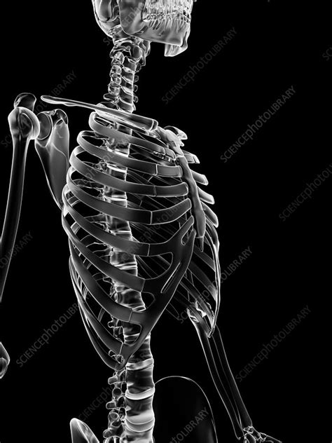 Human Skeletal System Illustration Stock Image F0126931 Science