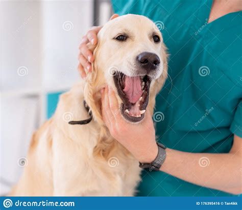 Dog Examined By Veterinarian Stock Photo Image Of Help Indoors