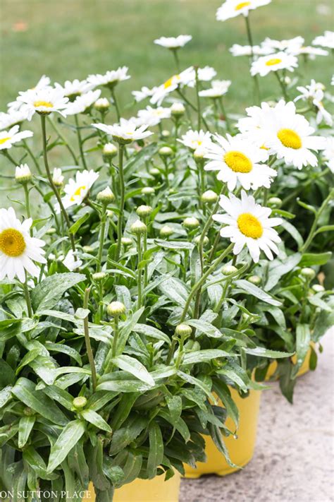 They provide contrast to the other rich jewel tones, such as deep purple or hot pink, in your garden and offer a backdrop for the varying shades of green. Blue & White Flower Garden Ideas - On Sutton Place