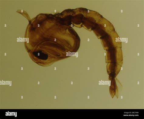 Mosquito Larvae Under The Microscope Stock Photo Alamy