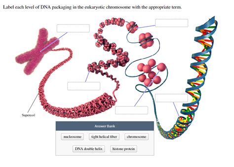 Solved Label Each Level Of Dna Packaging In The Eukaryotic Chegg Com