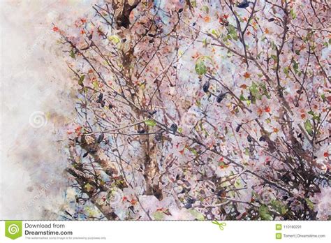 Watercolor Style And Abstract Image Of Cherry Tree Flowers Stock