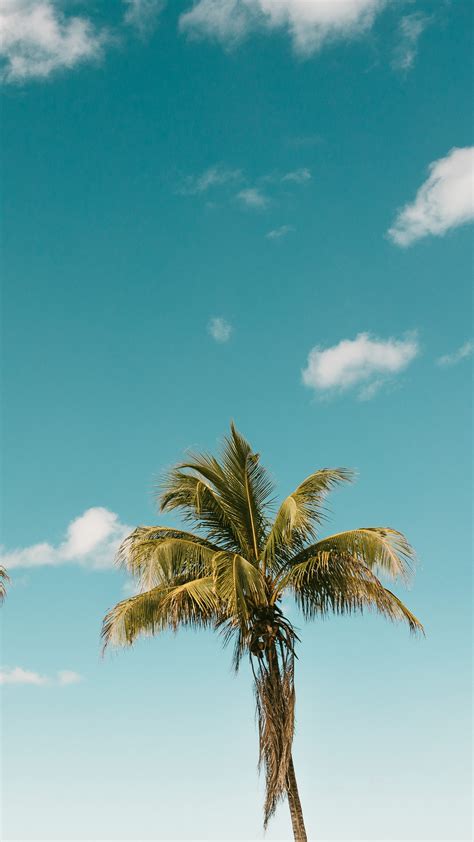 Wallpaper Palm Tree Nature Blue Sky Clouds