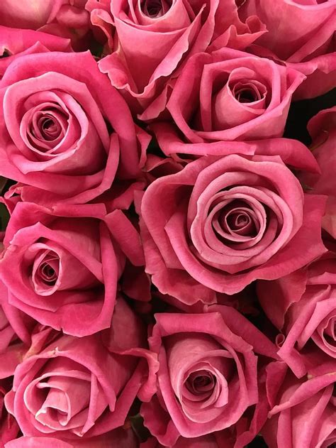 Rose Pink Rose Flowers Red Nature Aqua Romantic Valentine Love