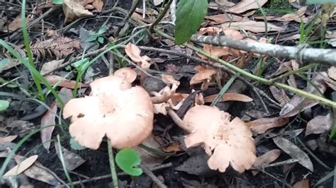 Florida Mushrooms Florida Woods Nov 14 2016 Youtube