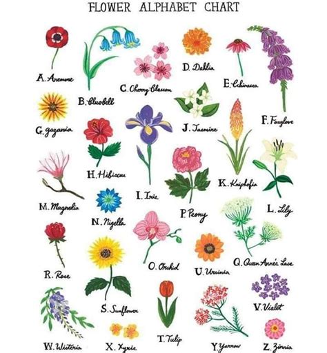 Pg 68 171 rosie s flower shop. Flower A-Z Chart | Flowers names and pictures, Flower ...