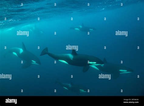 Female Killer Whale Underwater Wild Hi Res Stock Photography And Images