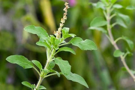 10 Tulsi Plant Benefits Plus Tulsi Kadha And Tulsi Tea Recipes
