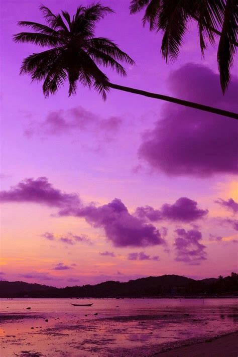 Pin By 𝕬𝖓𝖆𝖘𝖙𝖆𝖘𝖎𝖆 On Sunsets Tree Wallpaper Iphone Palm Trees