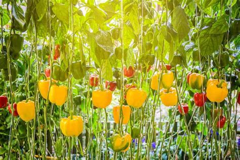 How To Grow Buckets Full Of Bell Peppers Health Benefits