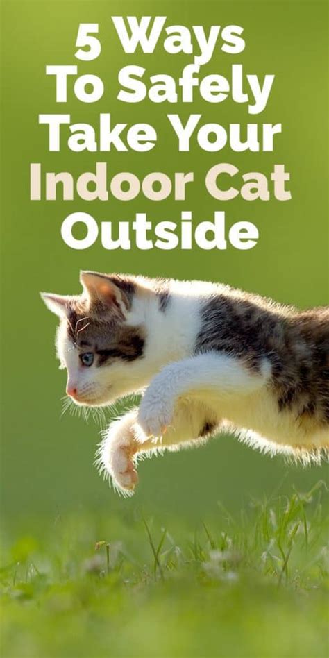 5 Ways To Safely Take Your Indoor Cat Outside The Catington Post