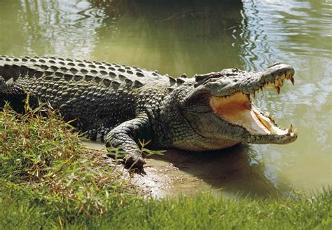 Why Do Crocodiles Have Their Mouths Open All The Time