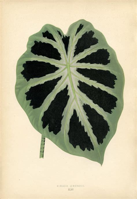 Vintage Printable Gorgeous Leaf Botanical The Graphics Fairy