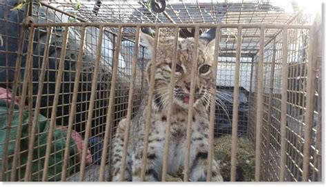 Pet food express el dorado hills, ca 1 day ago be among the first 25 applicants see who pet food express has hired for this role Bobcat kills 3 pets before capture in El Dorado Hills ...