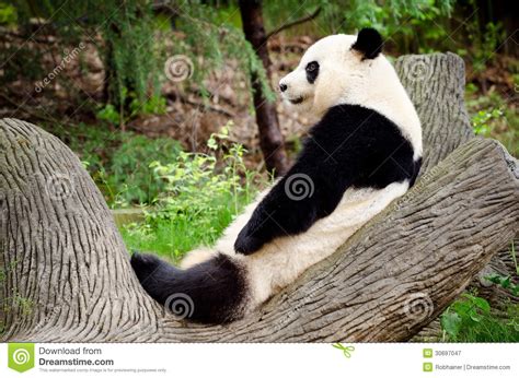 Giant Panda Resting Stock Image Image Of Rare Species 30697047