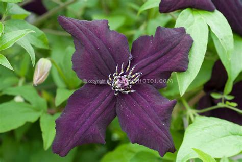 Check spelling or type a new query. Clematis similar to Black Prince | Plant & Flower Stock ...