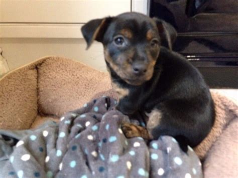 Miniature Pinscher Cross Terrier Puppys In Truro Cornwall Gumtree