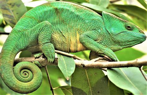 Chameleon Anjajavy Madagascar By Tamara Hutzler Photography Games