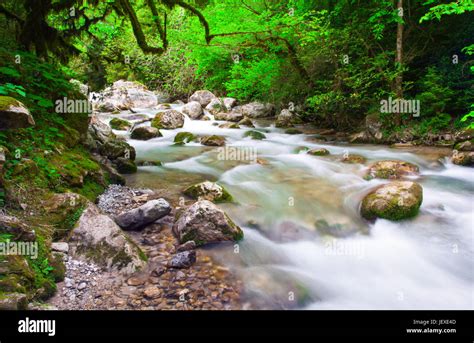 River In Beautiful Forest Stock Photo Alamy