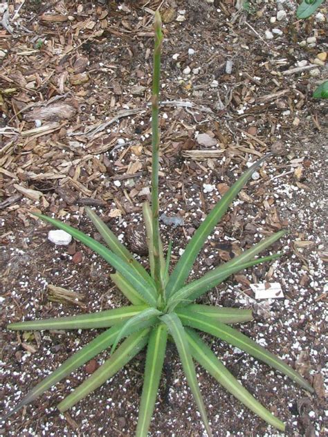 Plants have been one of the world's poison contributing factors inside the home. Agave nizandensis (Nizanda Agave) | World of Succulents
