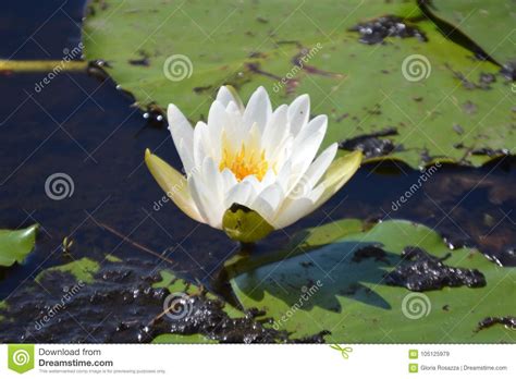 White Lotus Flower On Water Stock Image Image Of Blossom