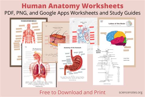 Free Anatomy Physiology Study Guides Printable Worksheets
