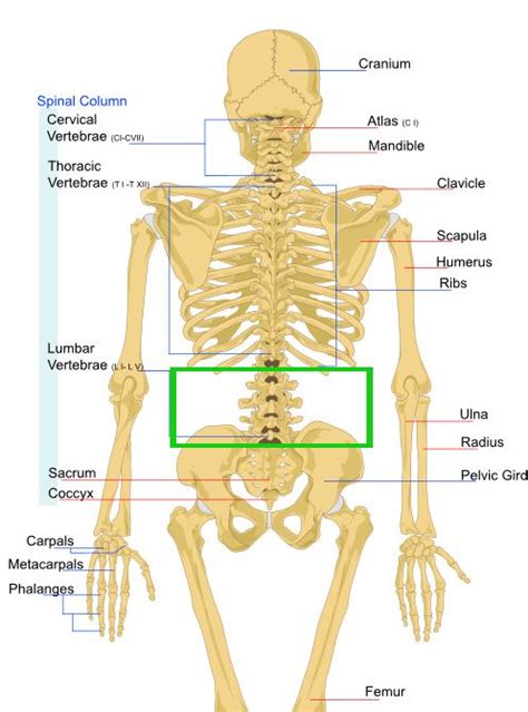 The spine, or vertebral column, is a very important part of the human body. Top 54 ideas about Cerebral Palsy on Pinterest | Cerebral ...