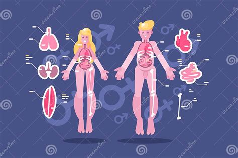 Anatomia Do Corpo Humano Horizontalmente Infographic Ilustração Do