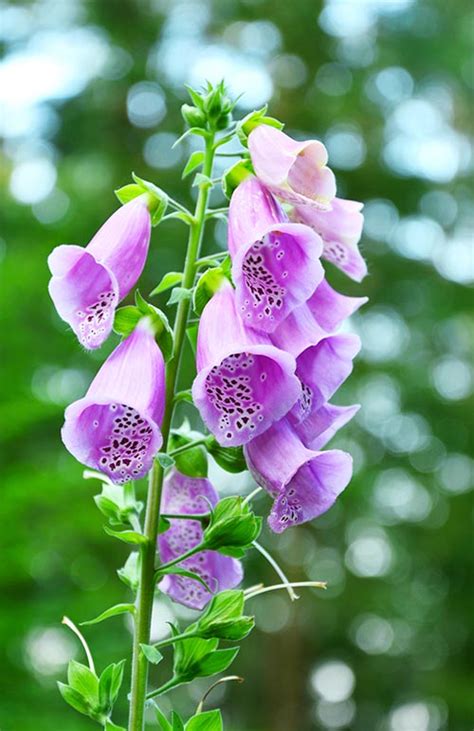 5 Of The Most Enchanting Bell Shaped Flowers