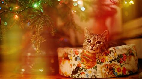 Cat Lights Christmas Wallpapers Hd Desktop And Mobile