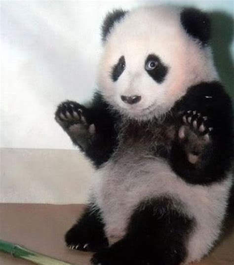 12 Times Pandas Were Way Too Cute To Handle Page 12 Animal Encyclopedia