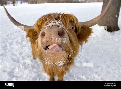 Highland Cattle Portrait In Winter Stock Photo Alamy