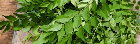 Curry Leaf Tree Growing Guide Garden Express Online Nursery