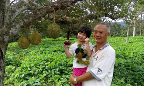 Turn off hwy 9 at sabai plantation, and continue along the dirt road following signs for about 20 minutes. Karak Organic Durian Farm - 2020 All You Need to Know ...