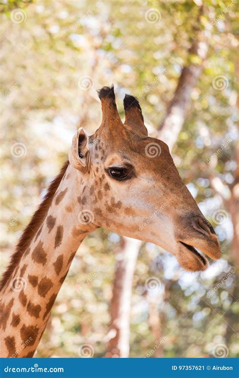 Close Up Young Head Face Of Giraffe Giraffa Camelopardalis Stock Image Image Of Closeup