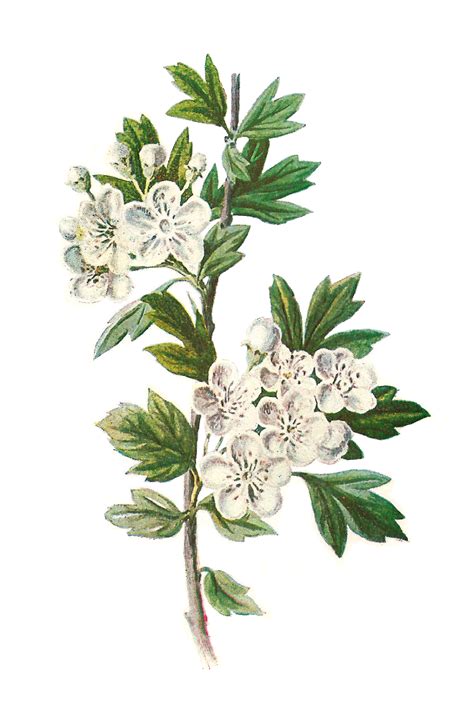 Antique Images Digital Wildflower Hawthorn Clip Art Botanical