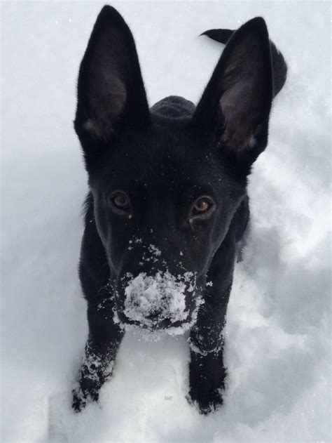Black German Shepherd Puppy In The Snow So Cute Black German Shepherd