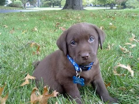 Paisley & ch epoch's jolly folly litter. AKC Silver lab puppies for Sale in Kenosha, Wisconsin ...