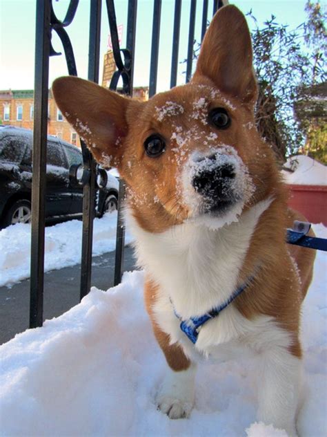 1000 Images About Corgis In The Snow On Pinterest Snow