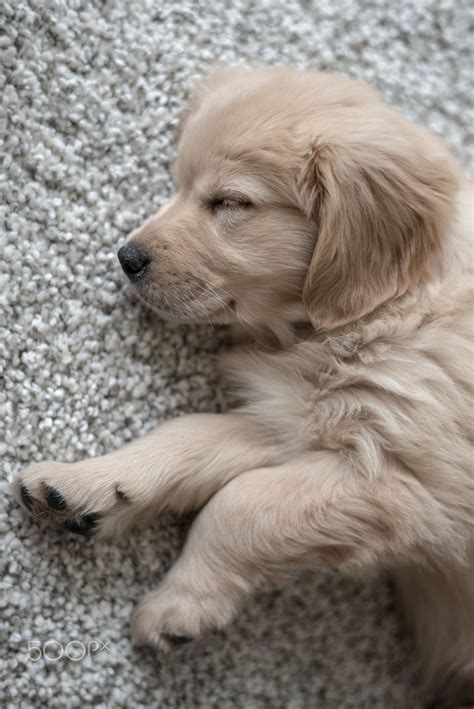 Golden Retriever Puppy Tap The Pin For The Most Adorable Pawtastic