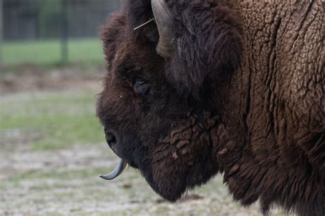 American Bison Bison Animal Mammal Wildlife Free Image From