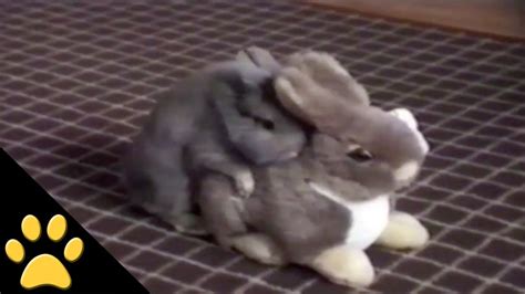Bunny Humping Stuffed Bunny Youtube