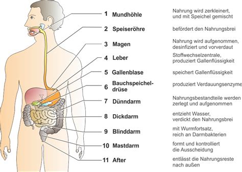 Unterrichtsmaterial Biologie Der Mensch Und Sein Verdauungssystem