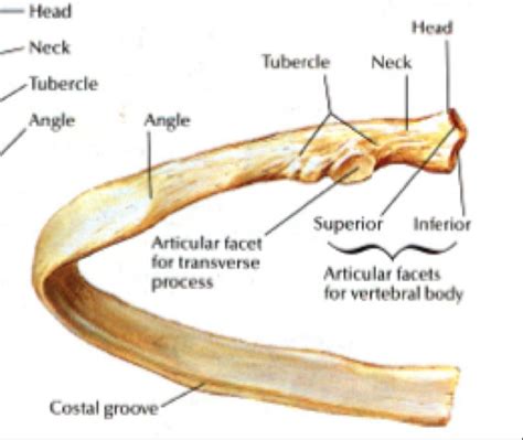 Costae) are the long curved bones which form the rib cage, part of the axial skeleton. Image result for ribs bone | ขำขัน