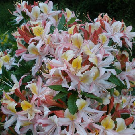 Summer Sorbet Deciduous Azalea Buy Rhododendron Summer Sorbet Online