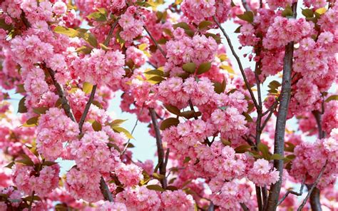 Pink Flowers Bloom Wallpapers Hd Wallpapers Id 5645