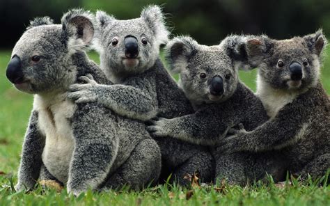 Koala Computer Wallpapers Desktop Backgrounds 2560x1600 Id525095